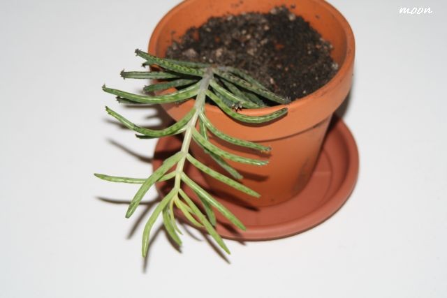 Kalanhoe tubiflora
